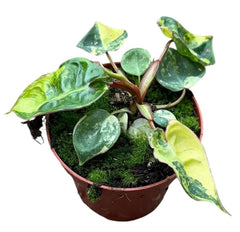 Variegated Philodendron Billietiae Variegata House Plant 8cm Pot
