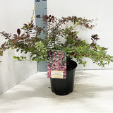 5x Euonymus fortunei Harlequin 19cm Pot 30cm Shrub Plant Shrubs