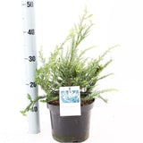 5x Sequoiasembyvirens Adpressa 19cm Pot 40cm Shrub Plant Shrubs