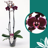 60 -70cm Phalaenopsis Debora Twin stem Orchid 12cn Pot Houseplant