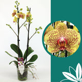 60 -70cm Phalaenopsis Fancy Freckles Twin stem Orchid 12cm Pot Houseplant