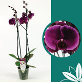 60 -70cm Phalaenopsis Joyride Twin stem Orchid 12cm Pot Houseplant