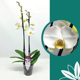 60 -70cm Phalaenopsis Krystina Twin stem Orchid 12cm Pot