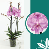 60 -70cm Phalaenopsis Laura Twin stem Orchid 12cm Pot Houseplant