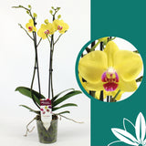 60 -70cm Phalaenopsis Limelight Twin stem Orchid 12cm Pot