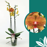 60 -70cm Phalaenopsis Long Apollo Twin stem Orchid 12cm Pot