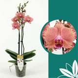 60 -70cm Phalaenopsis Pirate picotee Twin stem Orchid 12cm Pot Houseplant
