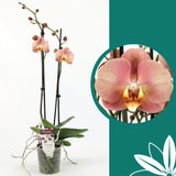 60 -70cm Phalaenopsis Sylvia Twin stem Orchid 12cm Pot