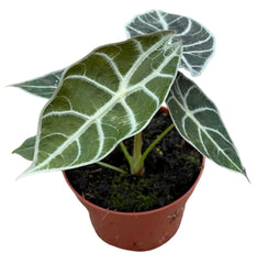 Alocasia Watsonia Lightning House Plant 10,5 cm Pot