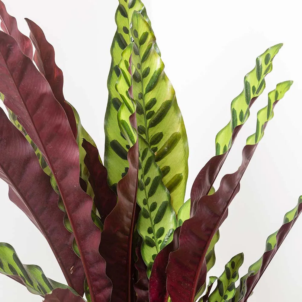 60 - 70cm Calathea Lancifolia Prayer Plant 17cm Pot House Plant