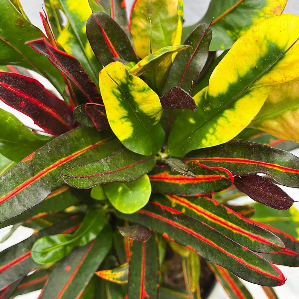 60 - 70cm Croton Mami Mammy Codiaeum 17cm Pot House Plant