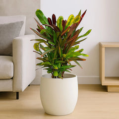 60 - 70cm Croton Mami Mammy Codiaeum 17cm Pot House Plant