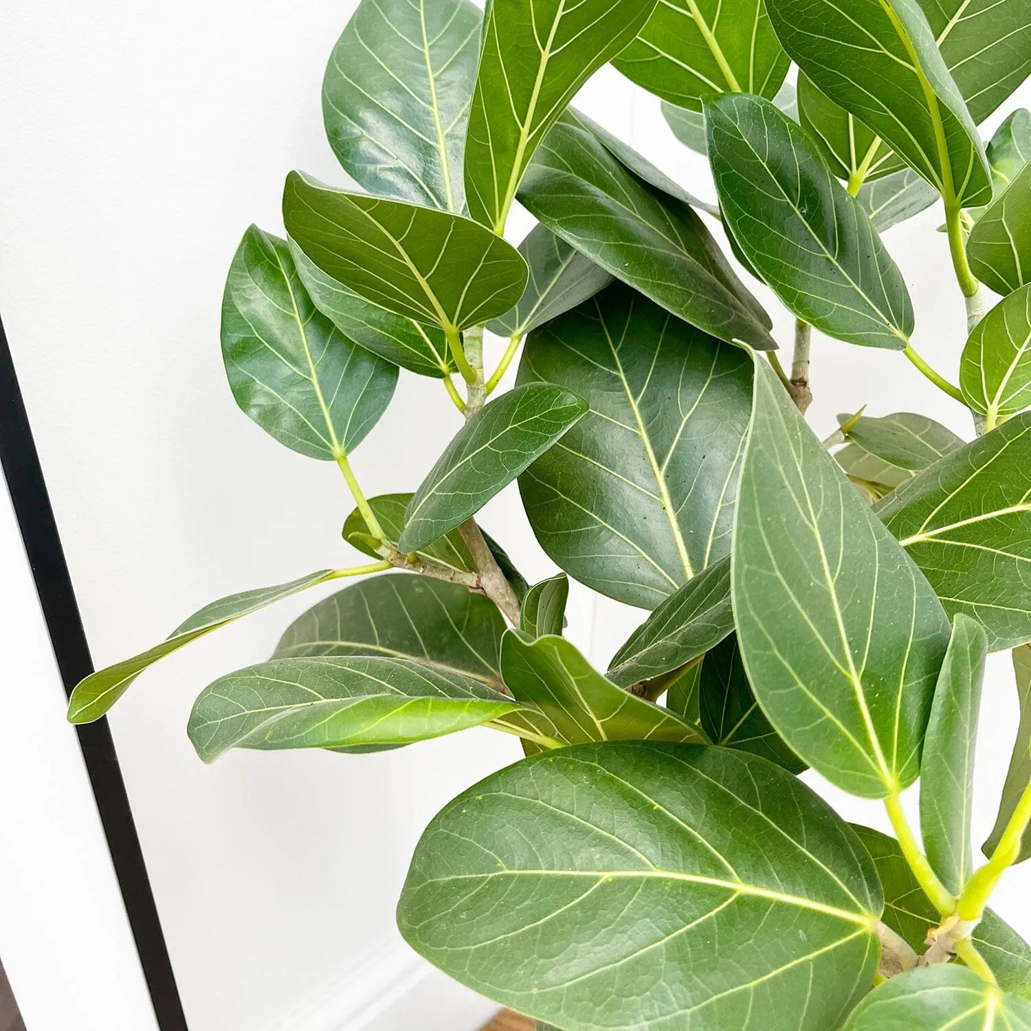 60 - 70cm Ficus Benghalensis Audrey with Twisted Stem Rubber Plant 17cm Pot House Plant