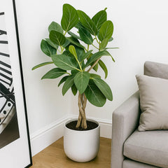 60 - 70cm Ficus Benghalensis Audrey with Twisted Stem Rubber Plant 17cm Pot House Plant