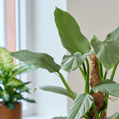 60 - 70cm Philodendron Hastatum on Mosspole Silver Sword 17cm Pot House Plant