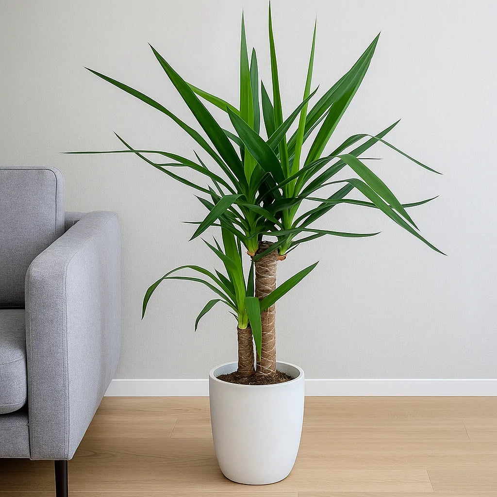 yucca house plants 60