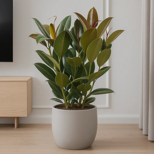 60 - 75cm Ficus Melany 3 Stem Rubber Plant 19cm Pot House Plant