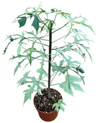 Cnidoscolus Aconitifolius Variegata 17cm Pot House Plant