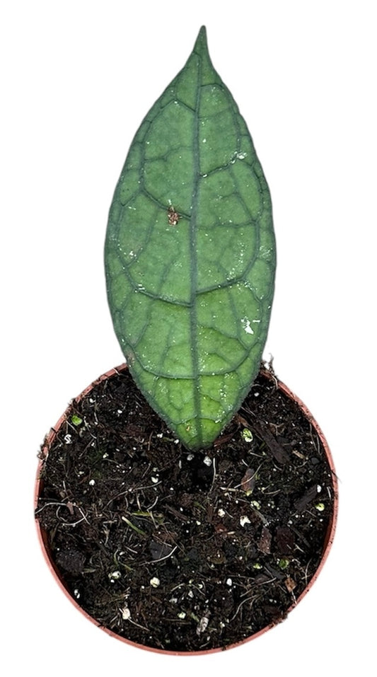 Hoya Clemensiorum Sumatra Dark Leaf 10.5cm Pot 15cm Height House Plant