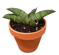 Sansevieria Marscha Anjani 8cm Pot 15cm Height House Plant