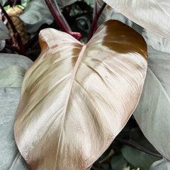 65 - 80cm Philodendron Royal Queen on Mosspole 17cm Pot House Plant