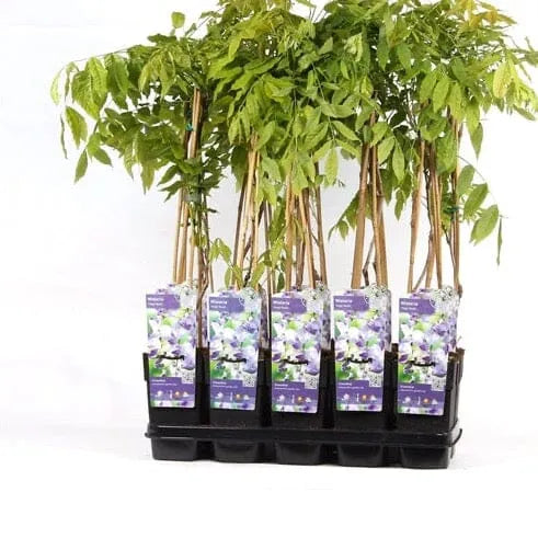 65cm Wisteria Floribunda Naga Noda 15cm Pot