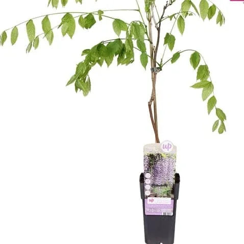 65cm Wisteria Floribunda Naga Noda 15cm Pot