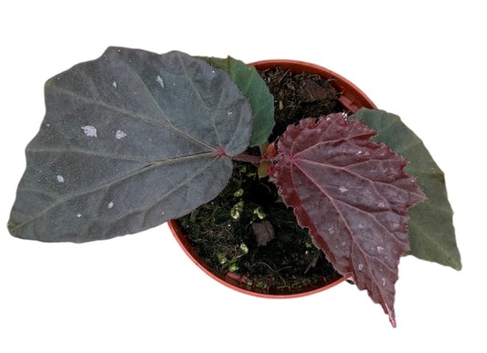 Begonia Black Bat 8cm Pot 15cm Height House Plant