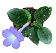 Michaelmoelleria Vietnamensis 8cm Pot 15cm Height House Plant