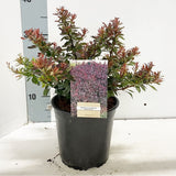 6x Berberis thunbergii Bagatelle 17cm Pot 25cm Shrub Plant Shrubs