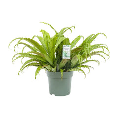 70 - 80cm Asplenium Osaka 30cm Hydro Pot Office Plants