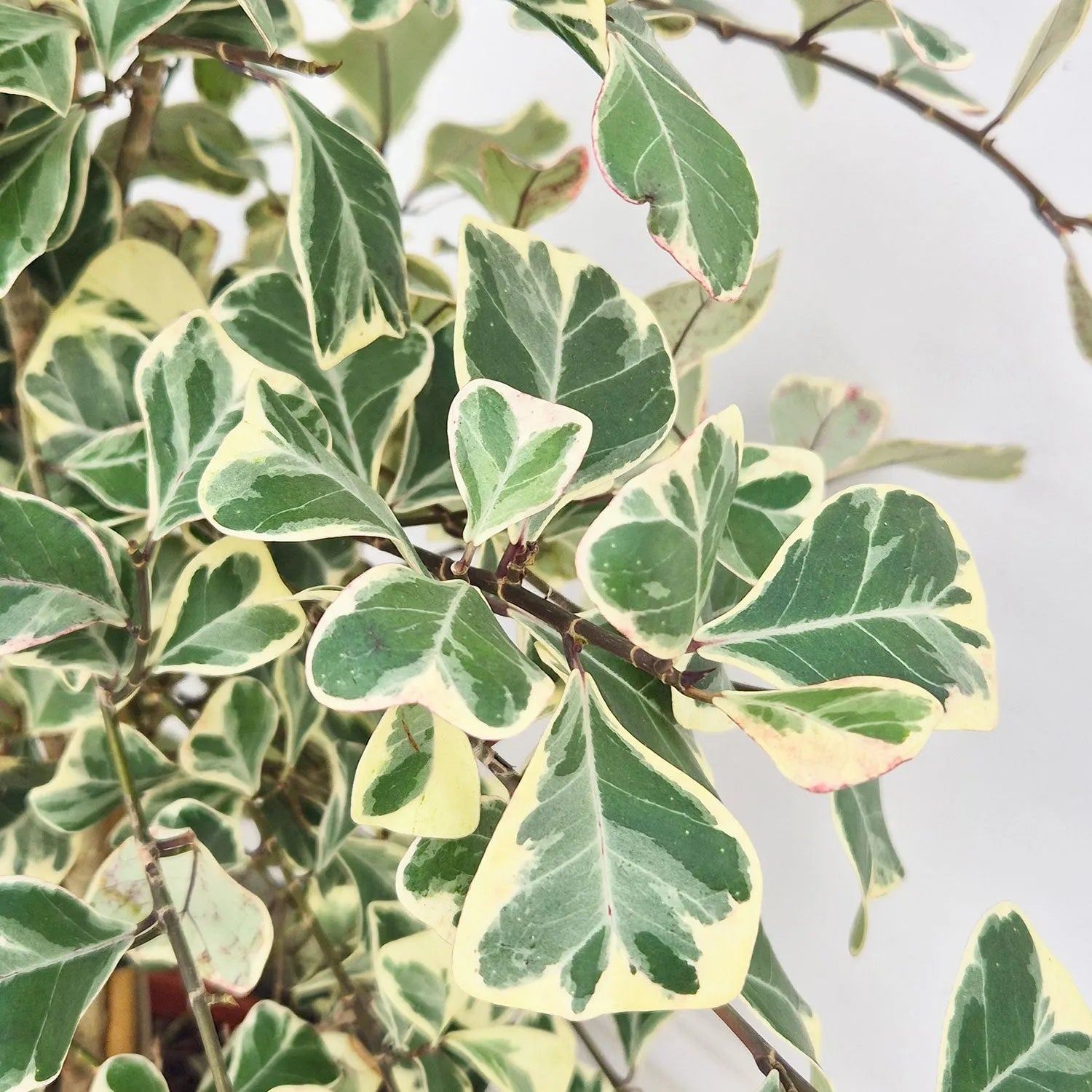 70 - 80cm Ficus Triangularis Variegated Rubber Plant 17cm Pot House Plant