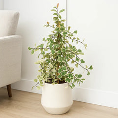 70 - 80cm Ficus Triangularis Variegated Rubber Plant 17cm Pot House Plant