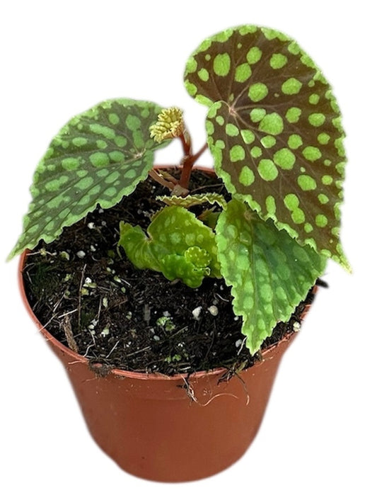 Begonia Chlorosticta 8cm Pot 15cm Height House Plant
