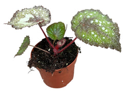 Begonia Speckled 10.5cm Pot 15cm Height House Plant