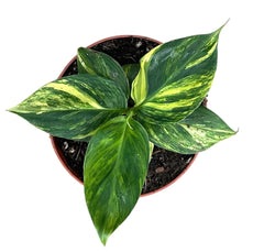 Variegated Musa Aurea 10.5cm Pot House Plant