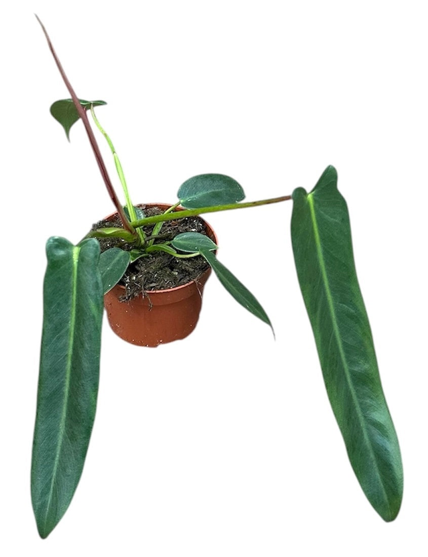 Philodendron Spiritus Sancti House Plant 10,5 cm Pot – Plants For All  Seasons