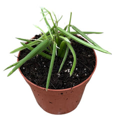 Hoya Linearis 8cm Pot 10cm Height House Plant