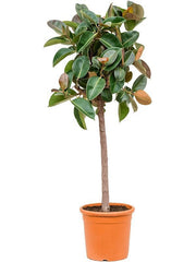 145 - 155cm Ficus Elastica Robusta Rubber Plant Fig 33cm Pot House Plant