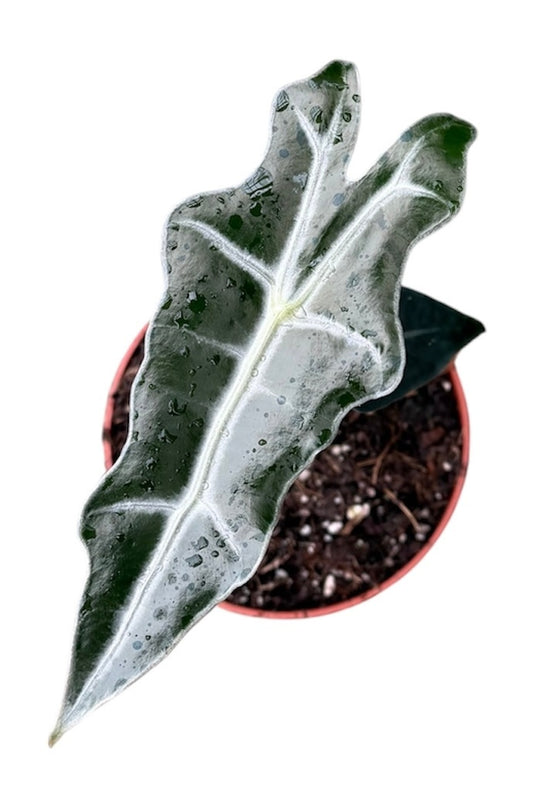Alocasia Nobilis 10.5cm Pot 20cm Height House Plant