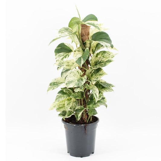 45 - 55cm Epipremnum Snow Leopard Pothos on Mosspole 17cm Pot House Plant