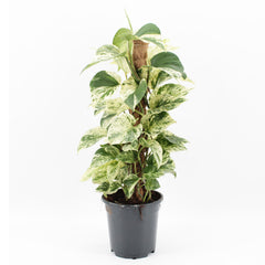 45 - 55cm Epipremnum Snow Leopard Pothos on Mosspole 17cm Pot House Plant
