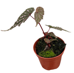Begonia Sumatran Spotted 8cm Pot 15cm Height House Plant