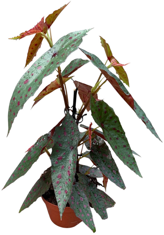 20 - 30cm Begonia Amphioxus X Malachostica 14cm Pot