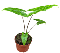 Alocasia Zebrina Reticulata House Plant 10,5 cm Pot