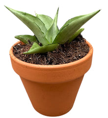Sansevieria Manee Thawee 8cm Pot House Plant