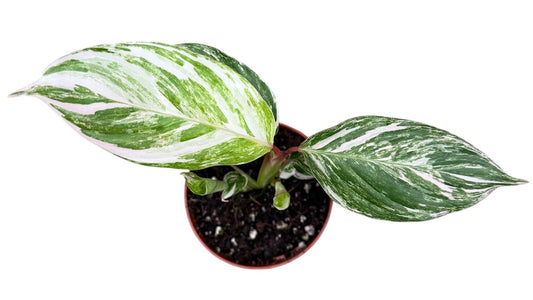 Calathea Glaza 8cm Pot 15cm Height House Plant