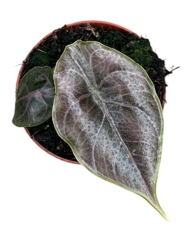 Alocasia Azlanii House Plant 8cm Pot – Plants For All Seasons