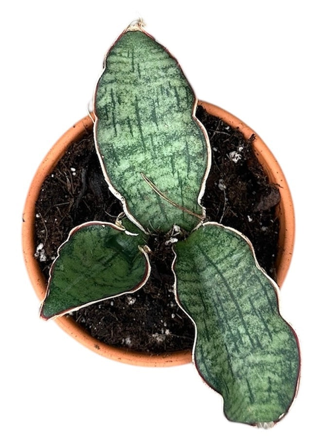 Sansevieria Kirkii Silver Blue 8cm Pot 15cm Height House Plant – Plants For  All Seasons
