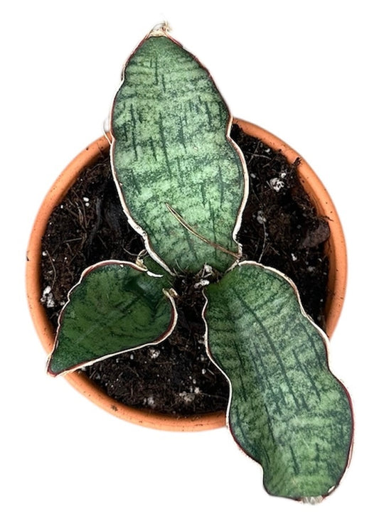 Sansevieria Kirkii Silver Blue 8cm Pot 15cm Height House Plant
